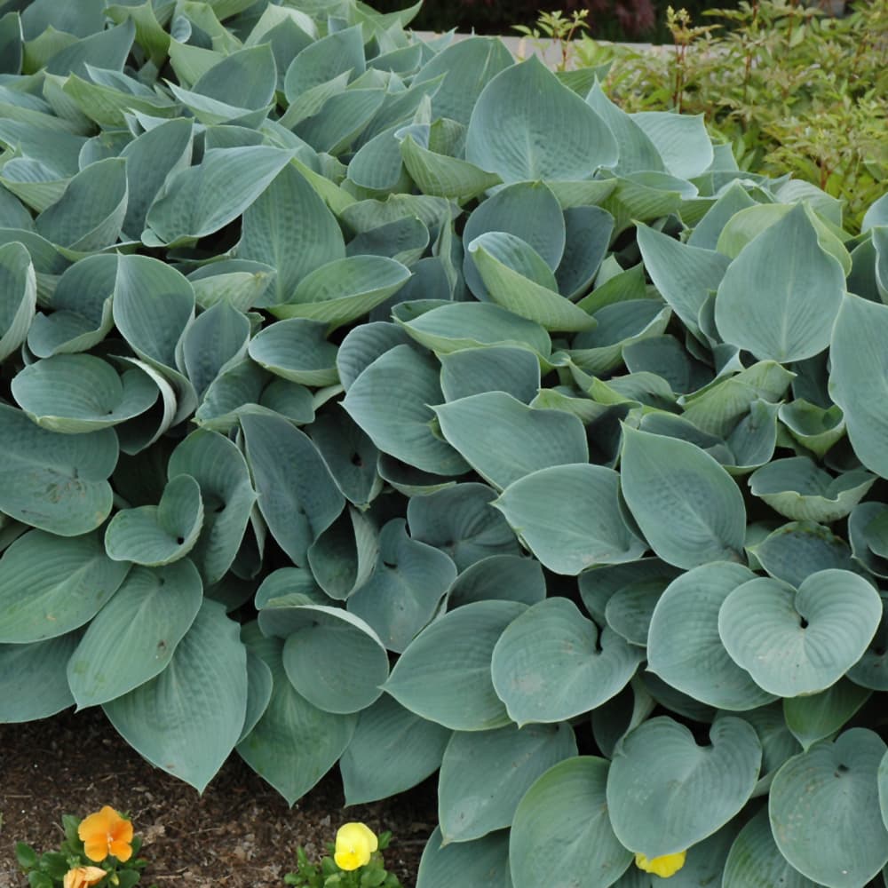 NetPS Plant Finder (www.netpsplantfinder.com)