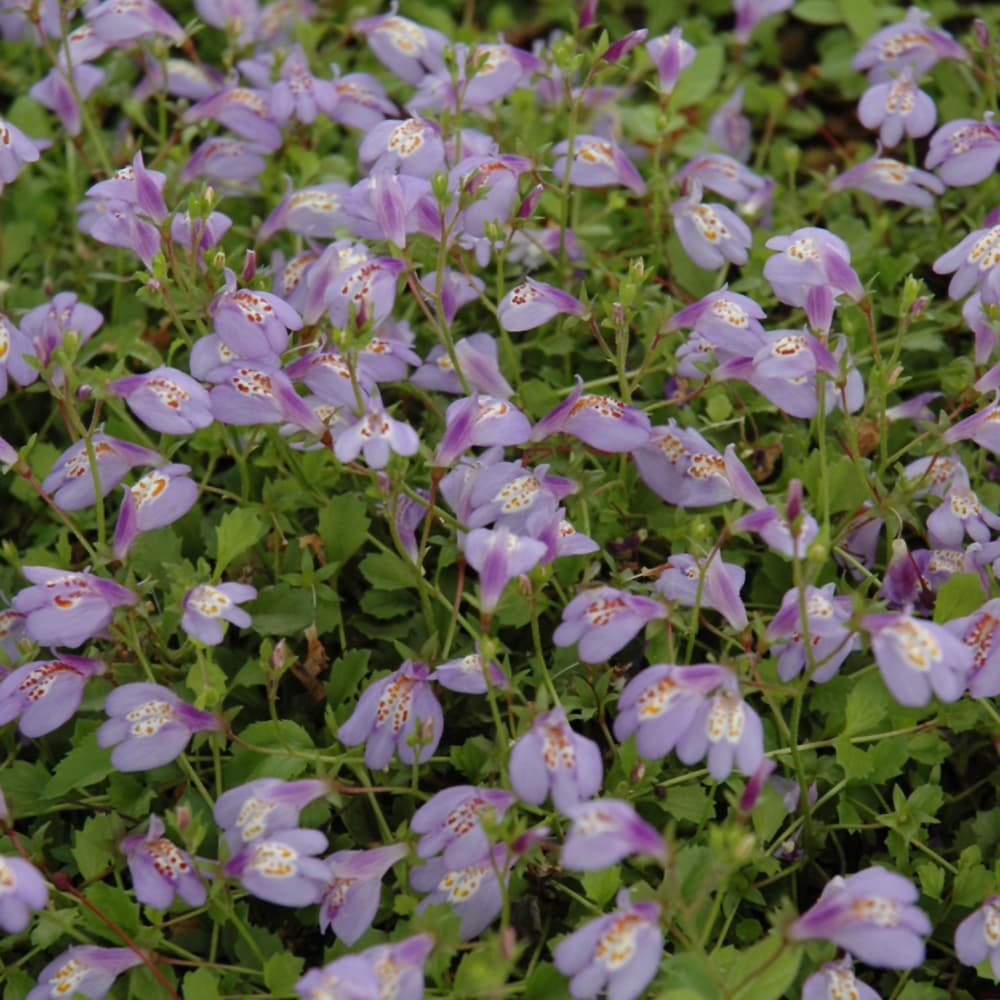 Mazus Reptans