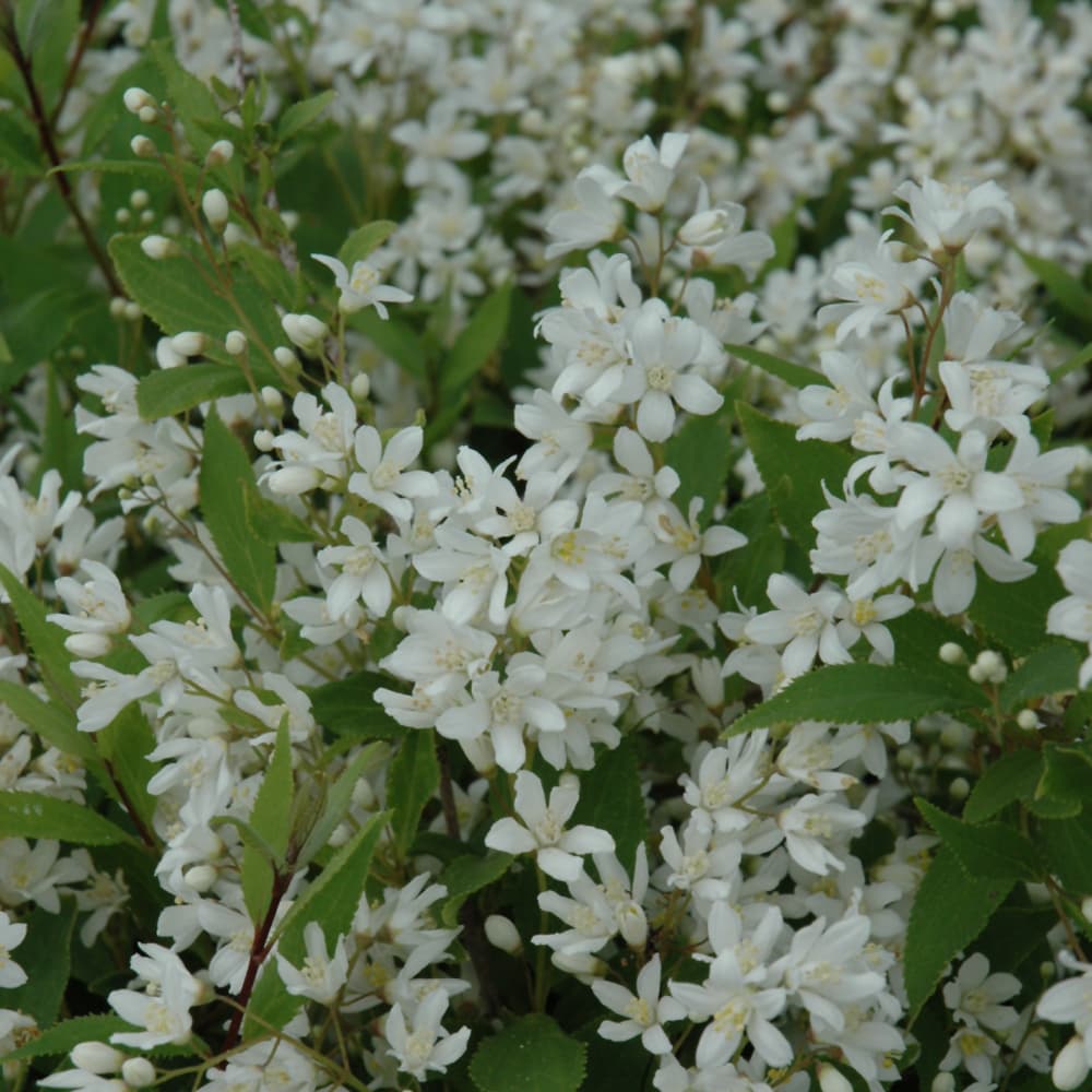 NetPS Plant Finder (www.netpsplantfinder.com)