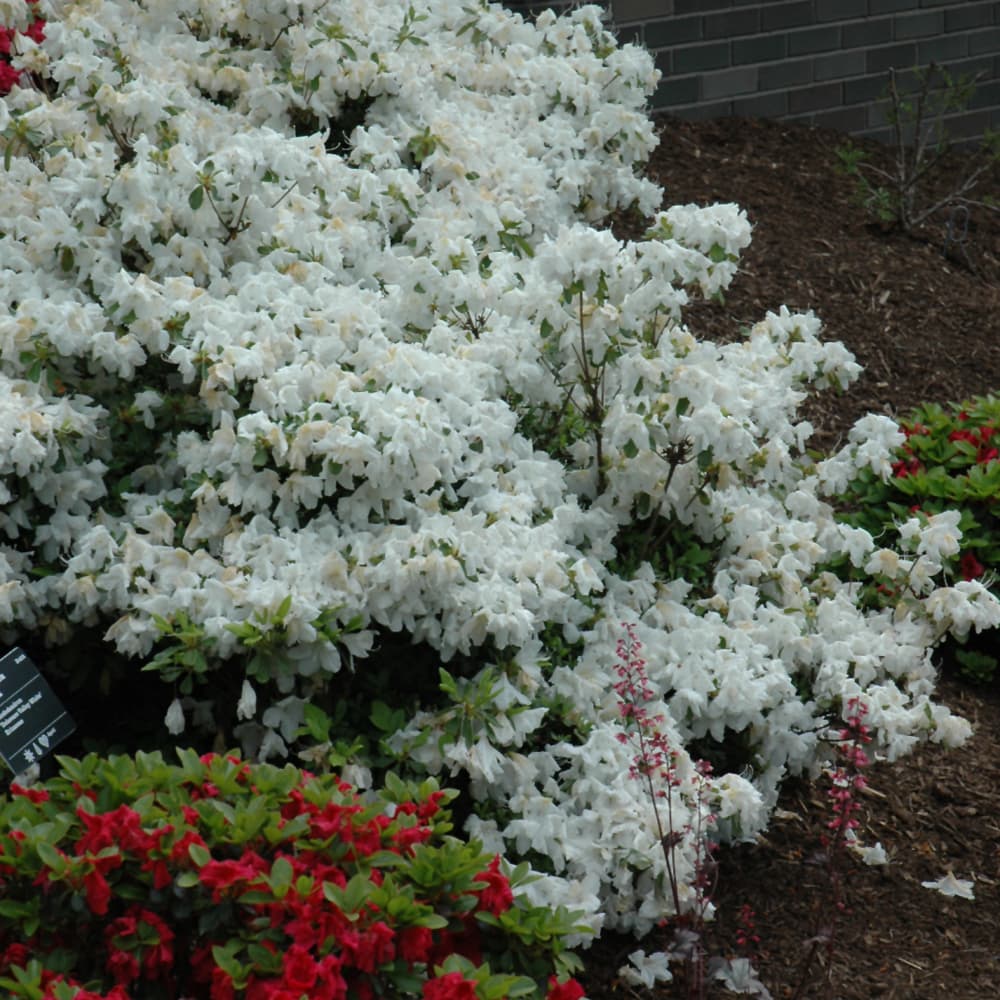 NetPS Plant Finder (www.netpsplantfinder.com)