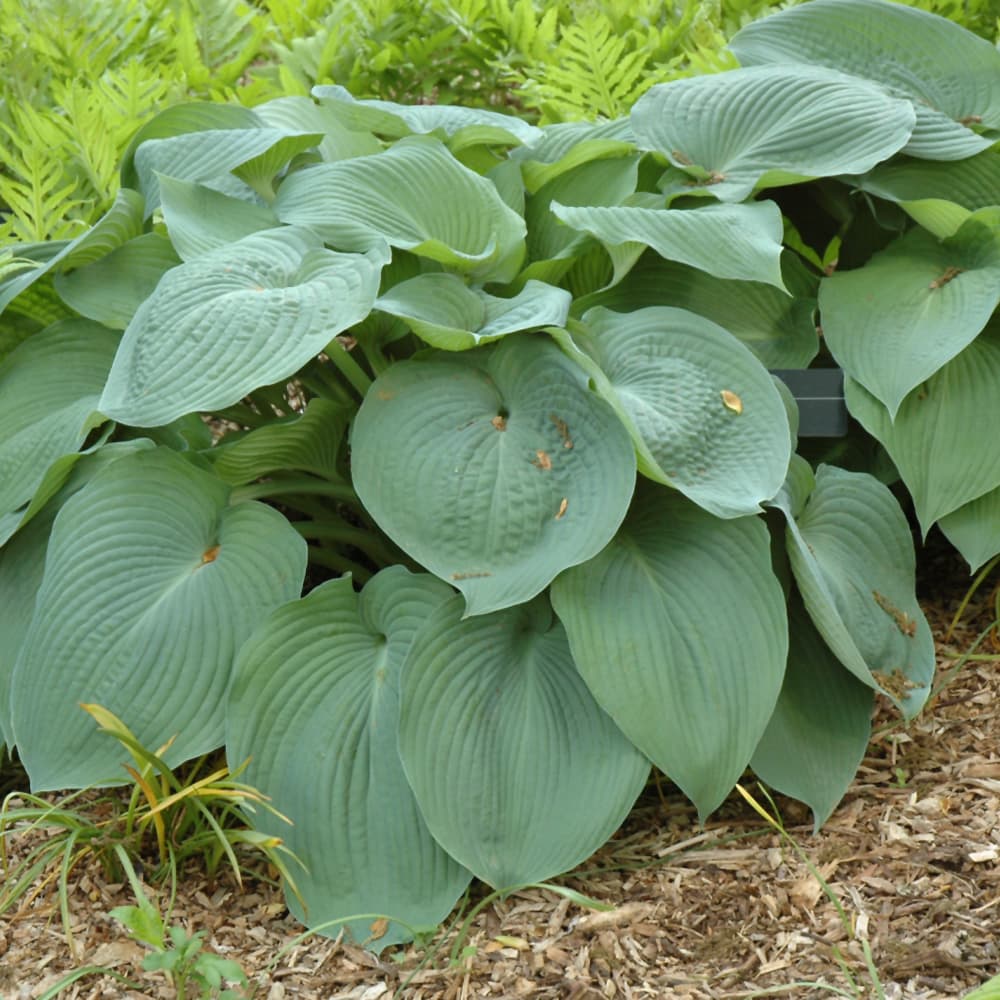 NetPS Plant Finder (www.netpsplantfinder.com)