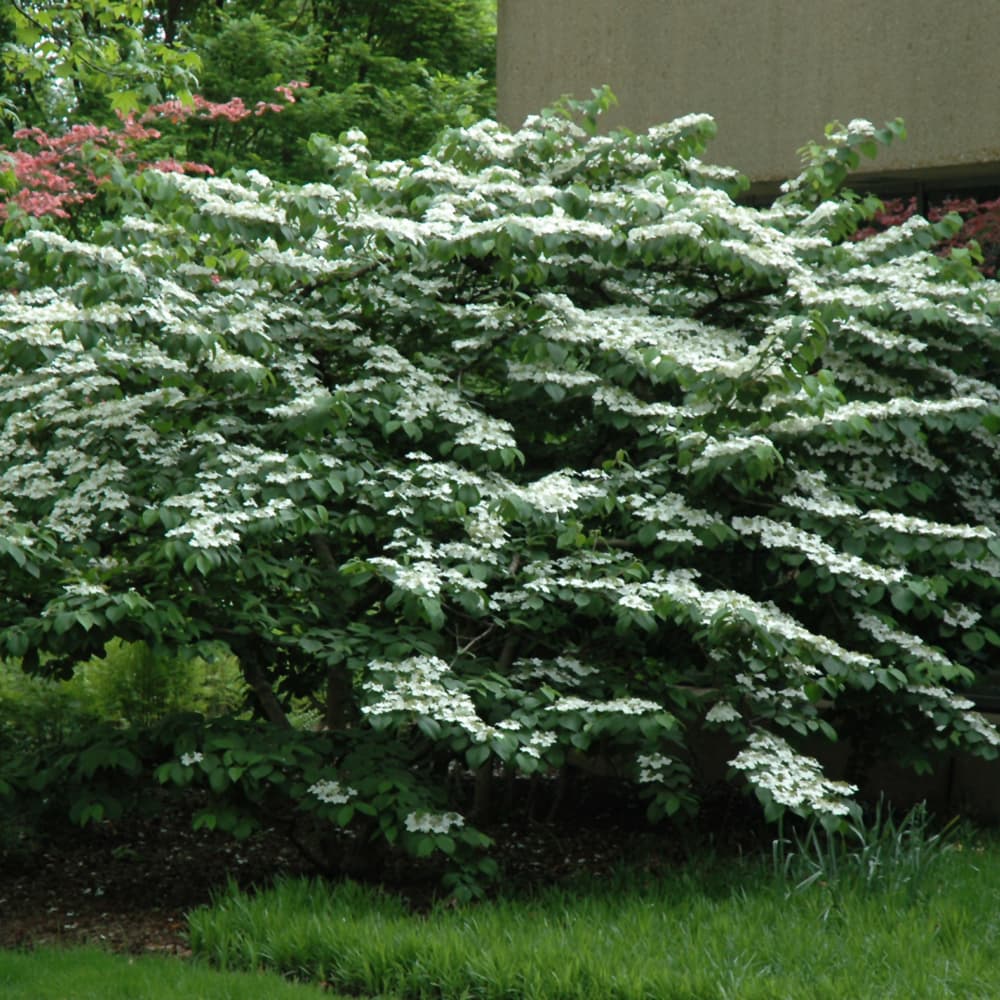 NetPS Plant Finder (www.netpsplantfinder.com)