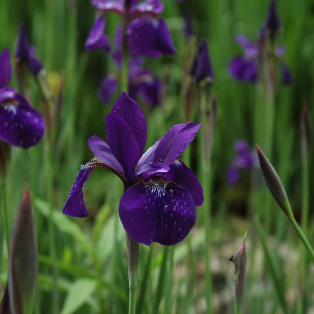 NetPS Plant Finder (www.netpsplantfinder.com)