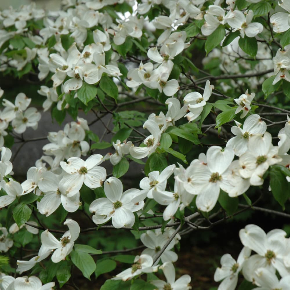 NetPS Plant Finder (www.netpsplantfinder.com)