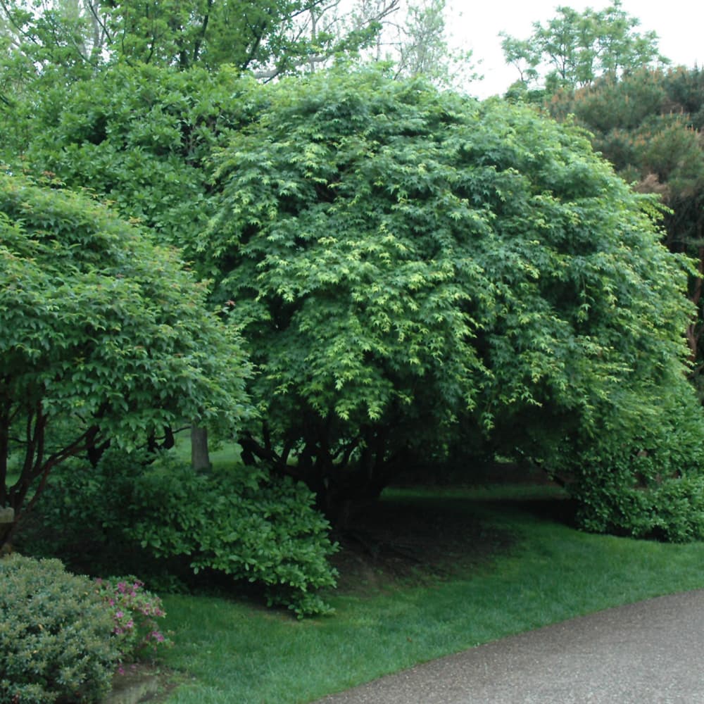NetPS Plant Finder (www.netpsplantfinder.com)