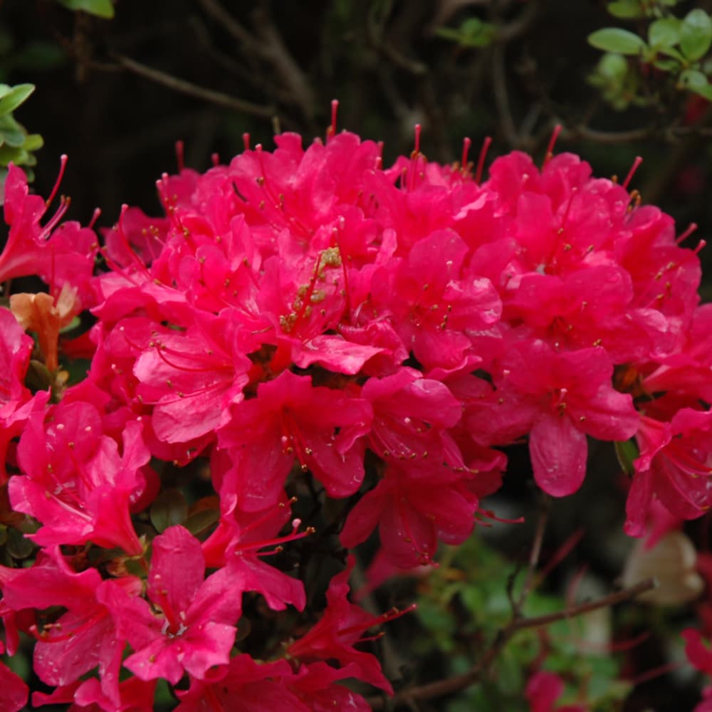 NetPS Plant Finder (www.netpsplantfinder.com)