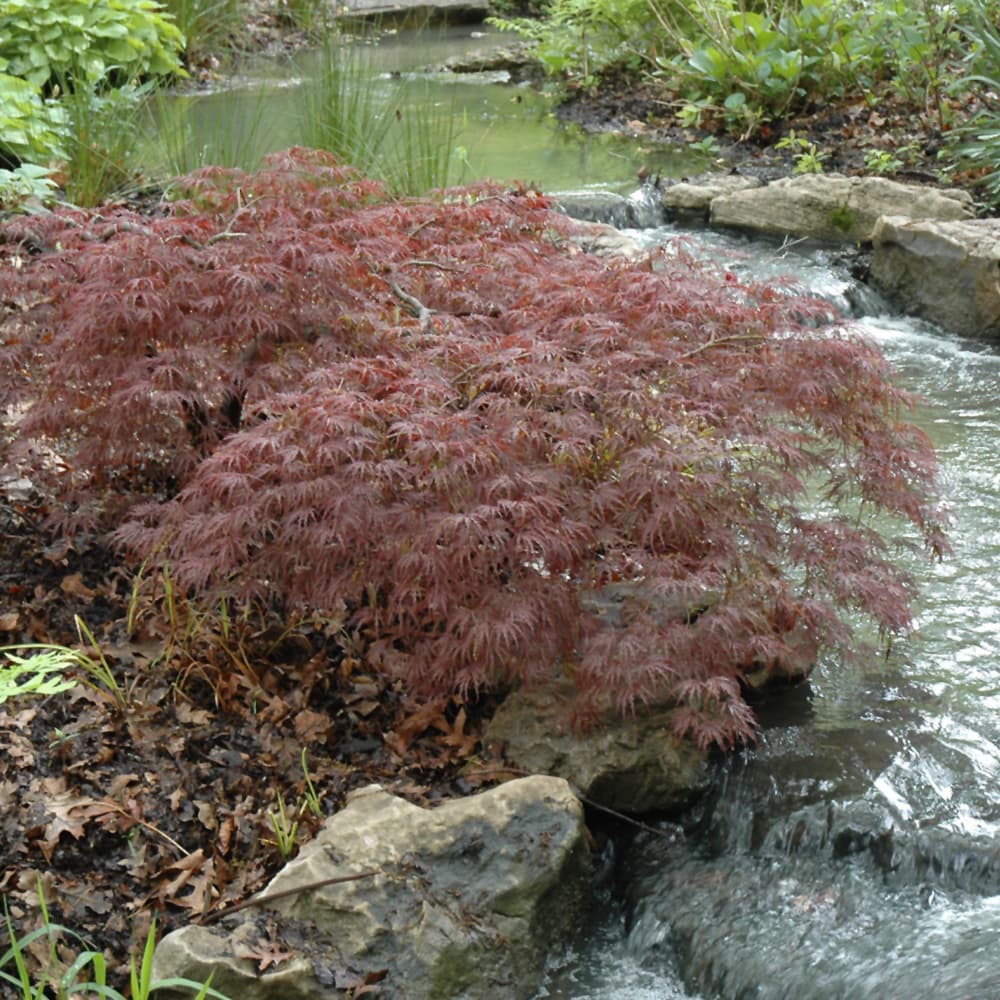 NetPS Plant Finder (www.netpsplantfinder.com)