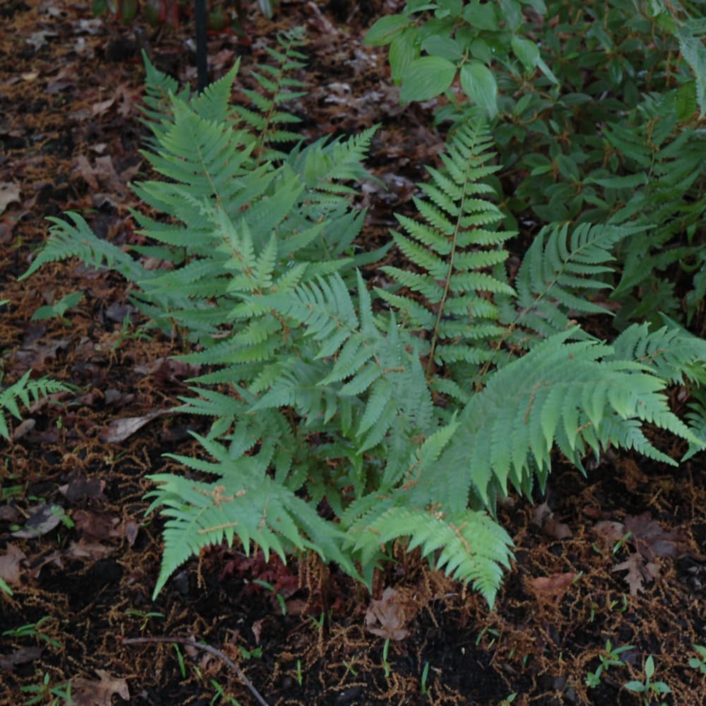 NetPS Plant Finder (www.netpsplantfinder.com)