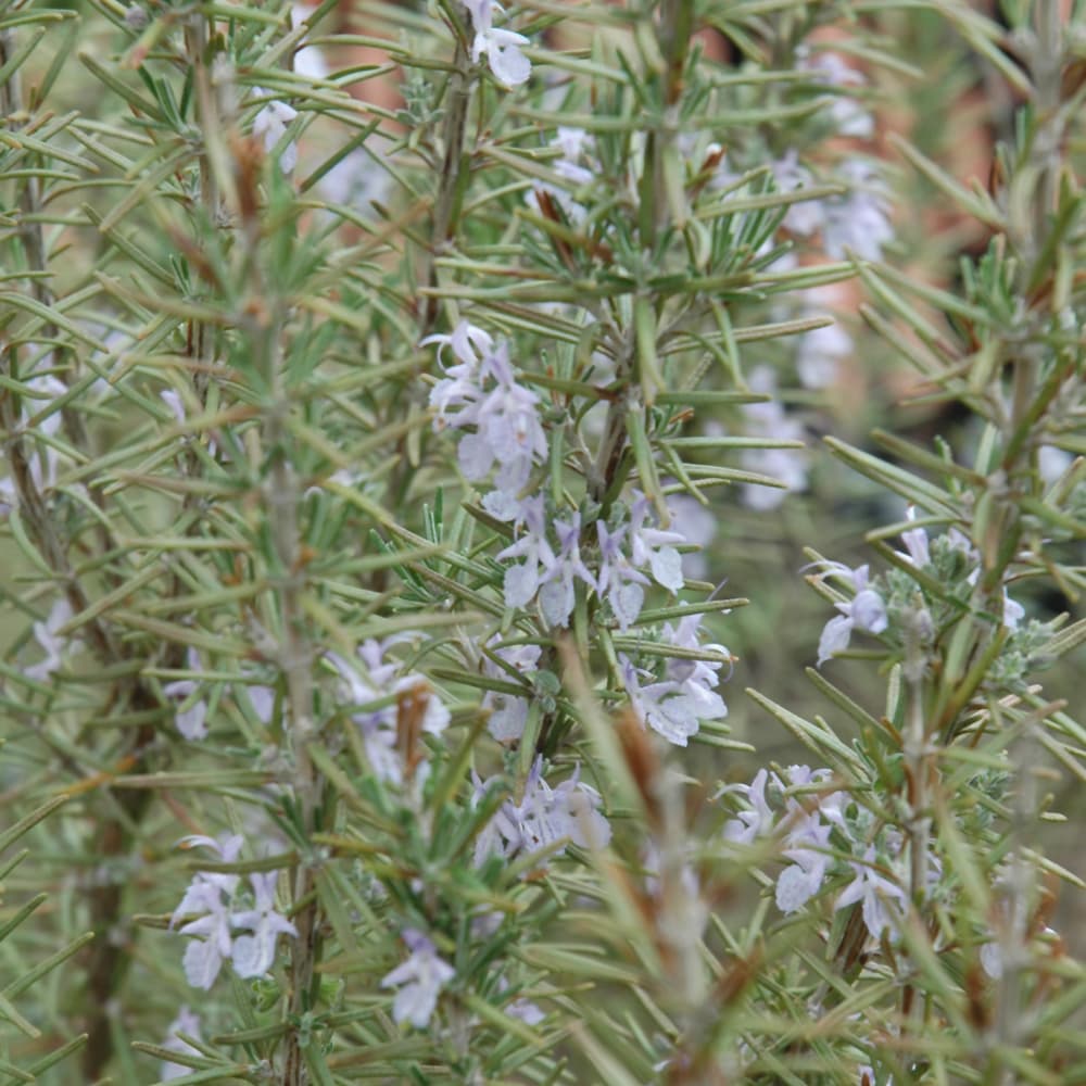 NetPS Plant Finder (www.netpsplantfinder.com)