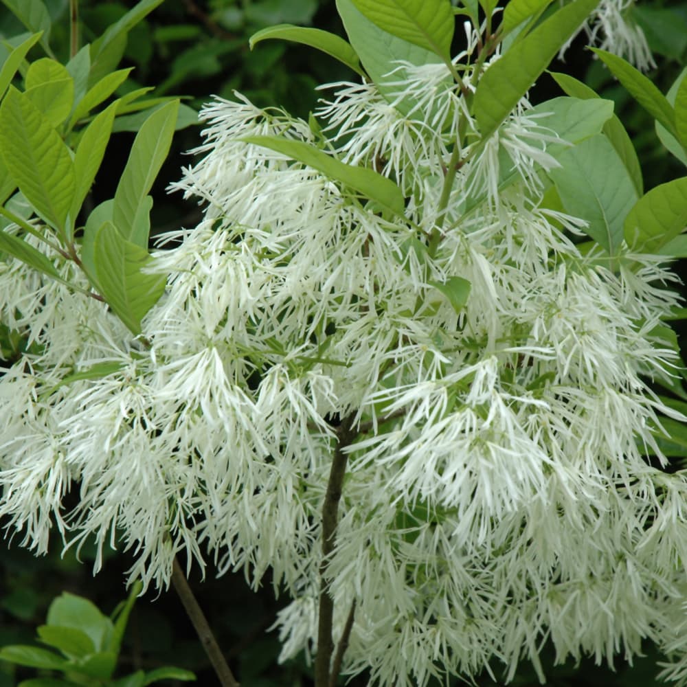 NetPS Plant Finder (www.netpsplantfinder.com)