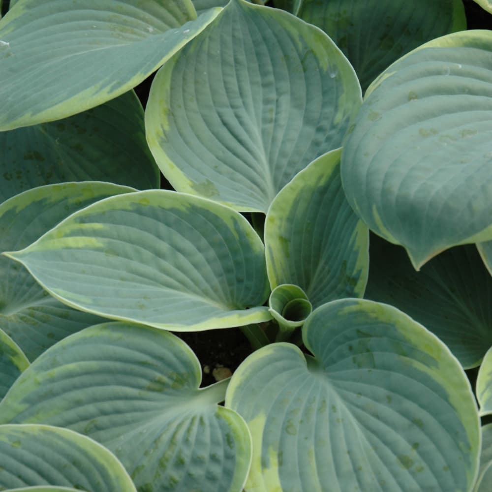 NetPS Plant Finder (www.netpsplantfinder.com)