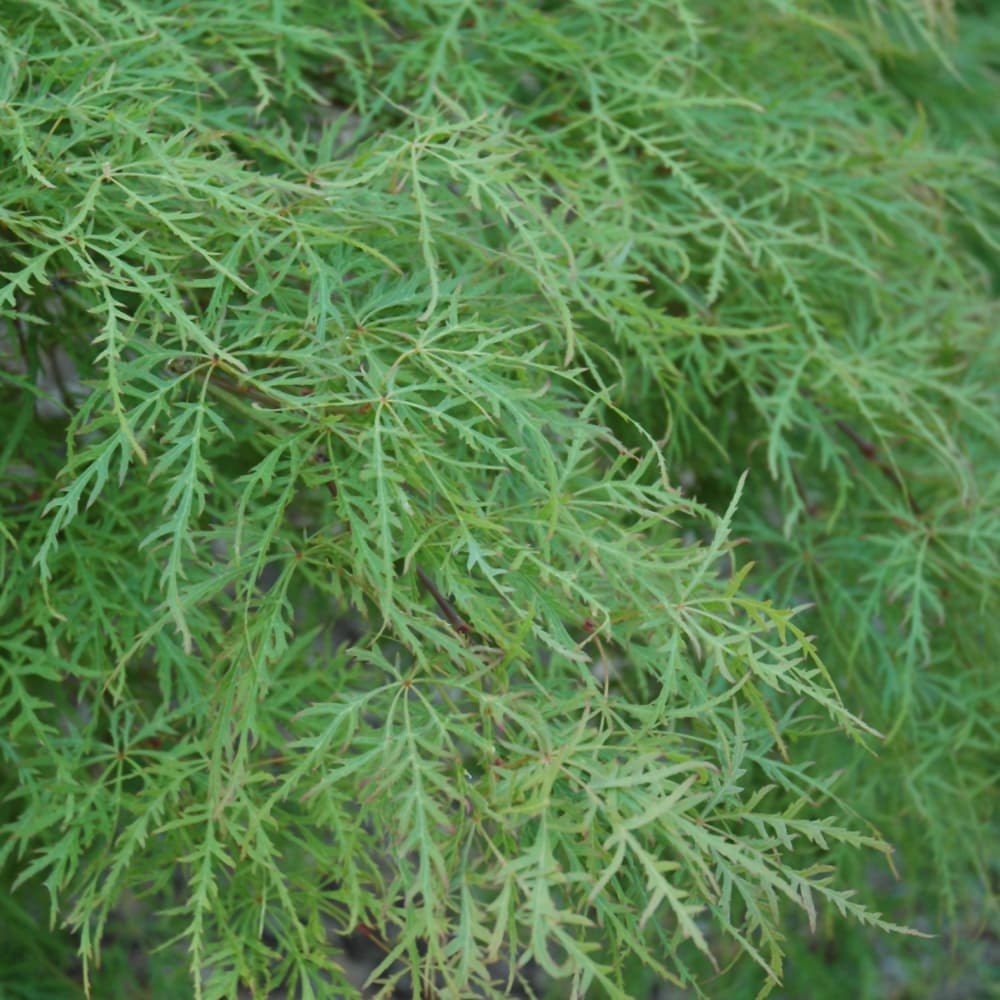 NetPS Plant Finder (www.netpsplantfinder.com)