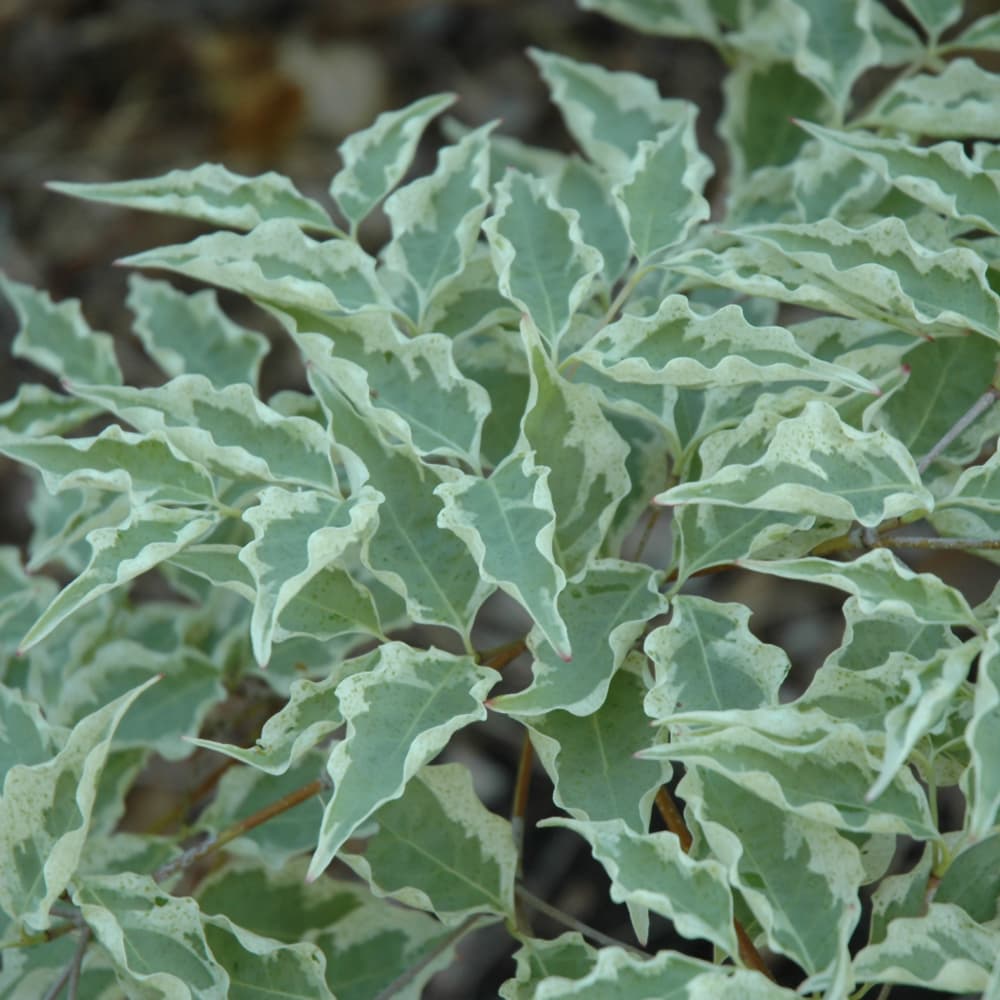 NetPS Plant Finder (www.netpsplantfinder.com)