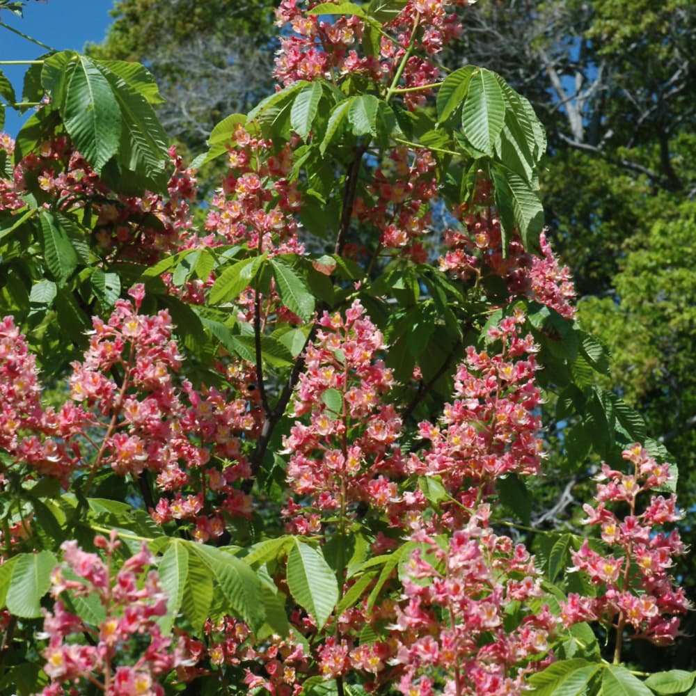 NetPS Plant Finder (www.netpsplantfinder.com)