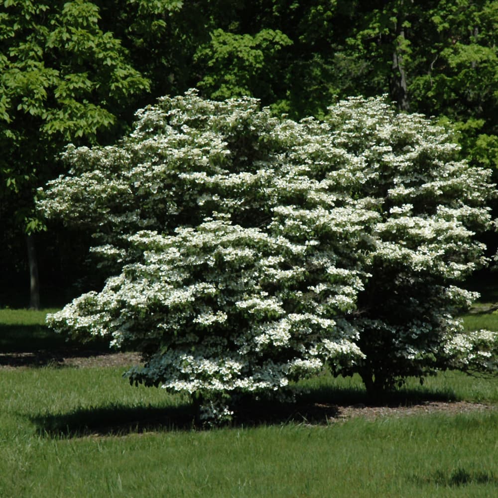 NetPS Plant Finder (www.netpsplantfinder.com)