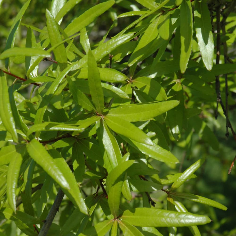 NetPS Plant Finder (www.netpsplantfinder.com)