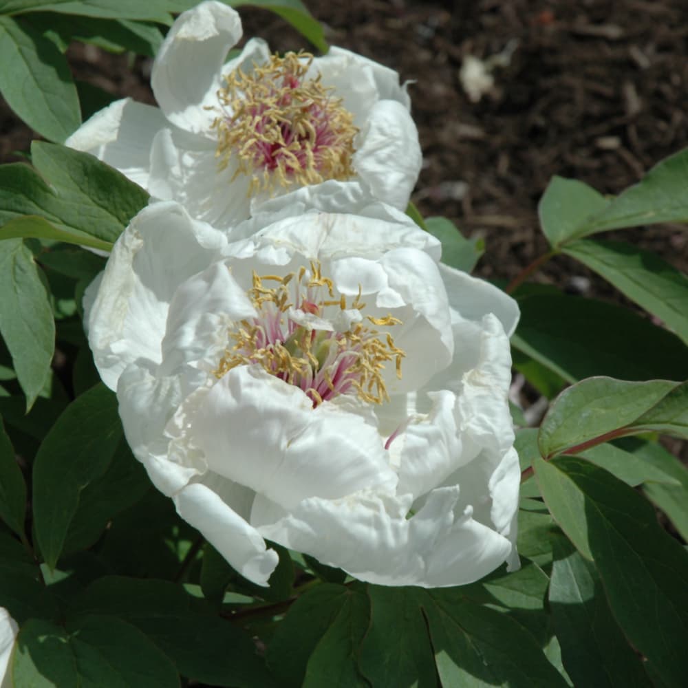 NetPS Plant Finder (www.netpsplantfinder.com)