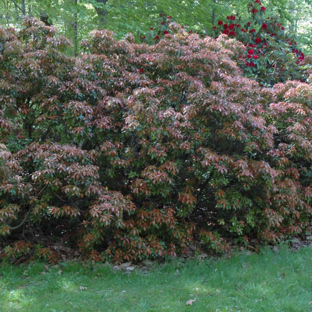 NetPS Plant Finder (www.netpsplantfinder.com)