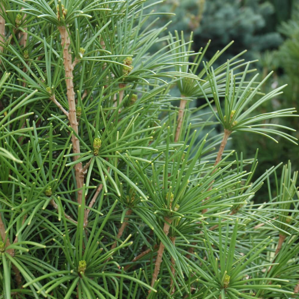 NetPS Plant Finder (www.netpsplantfinder.com)