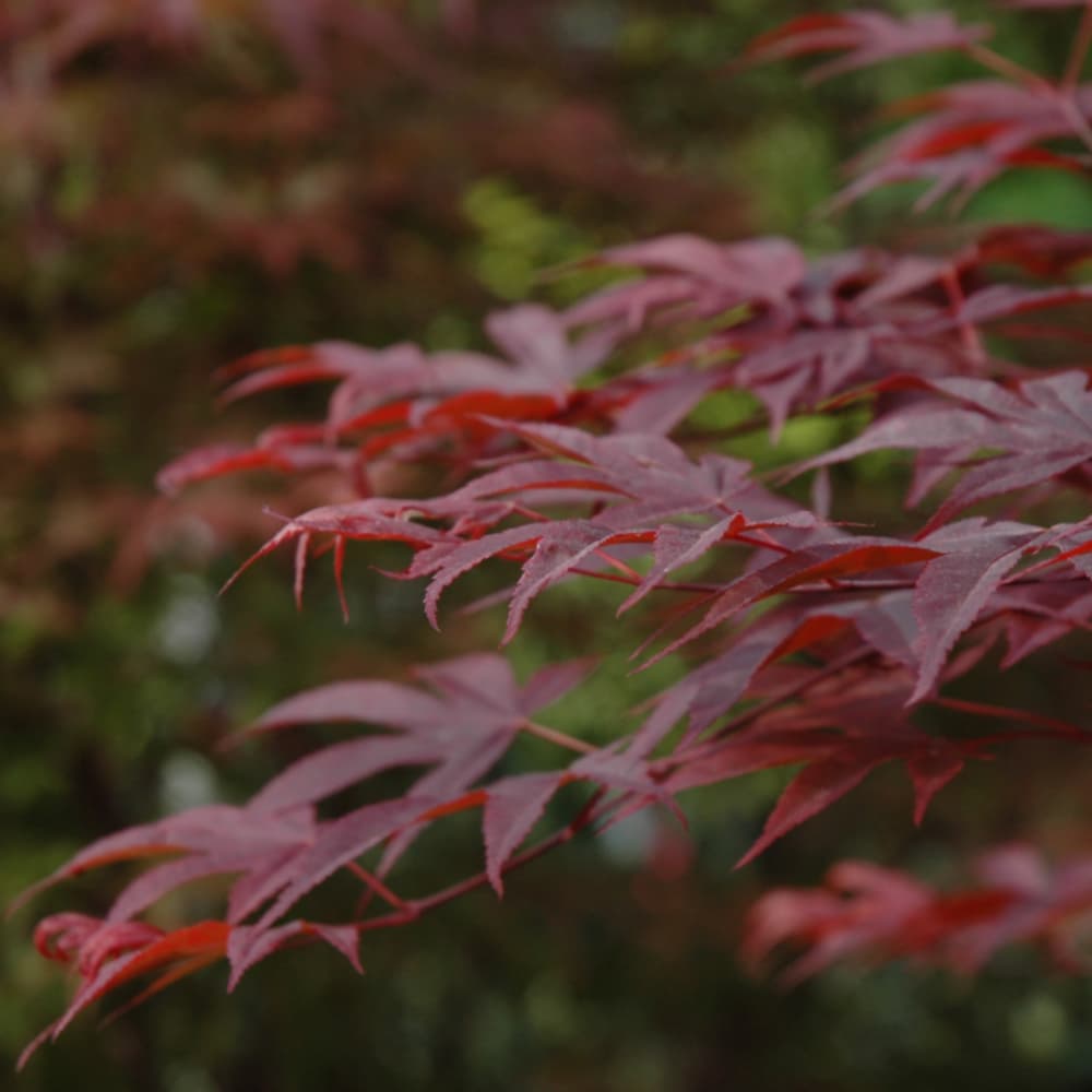 NetPS Plant Finder (www.netpsplantfinder.com)