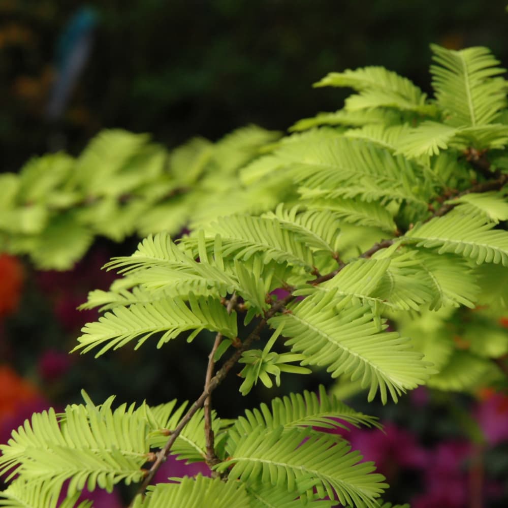 NetPS Plant Finder (www.netpsplantfinder.com)