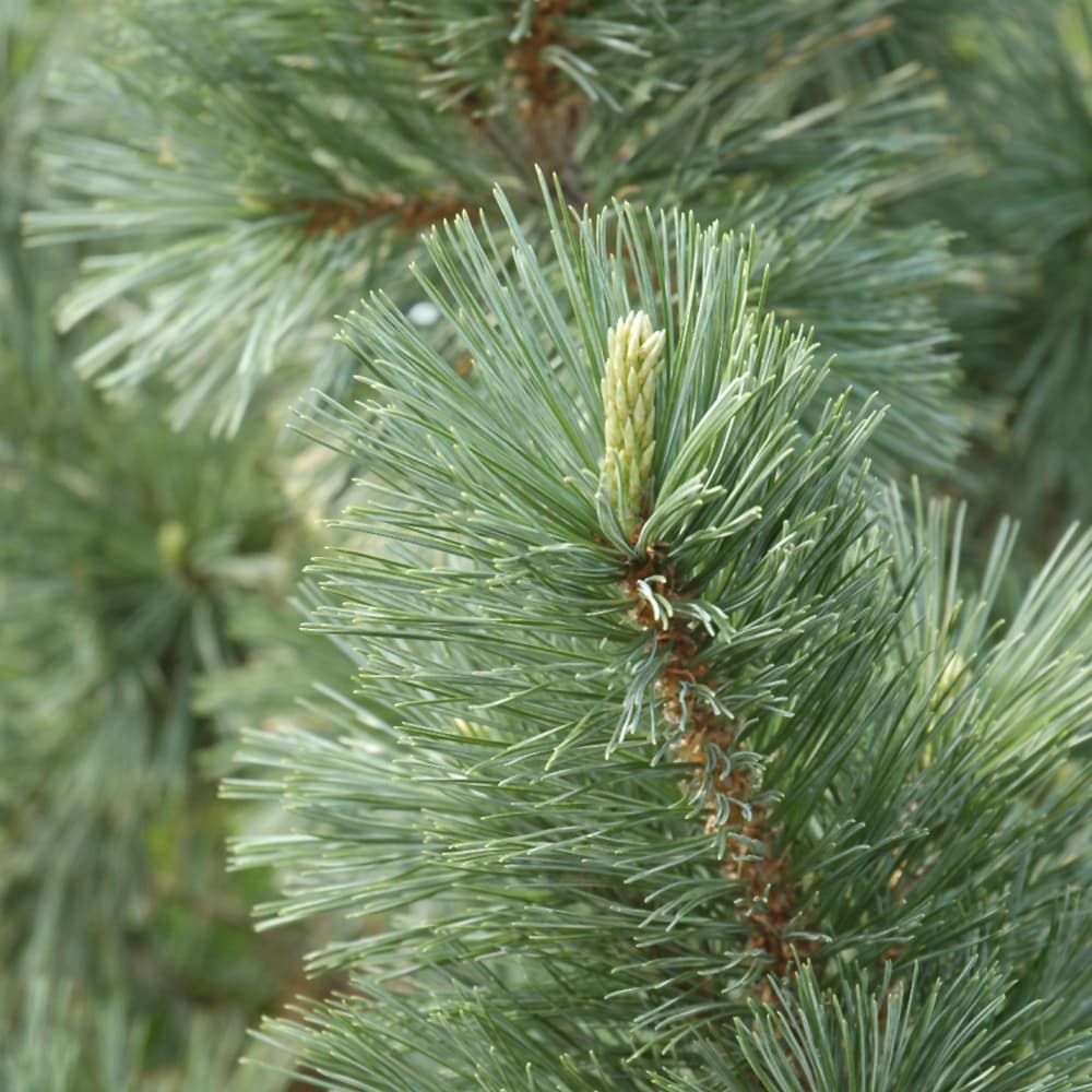 NetPS Plant Finder (www.netpsplantfinder.com)
