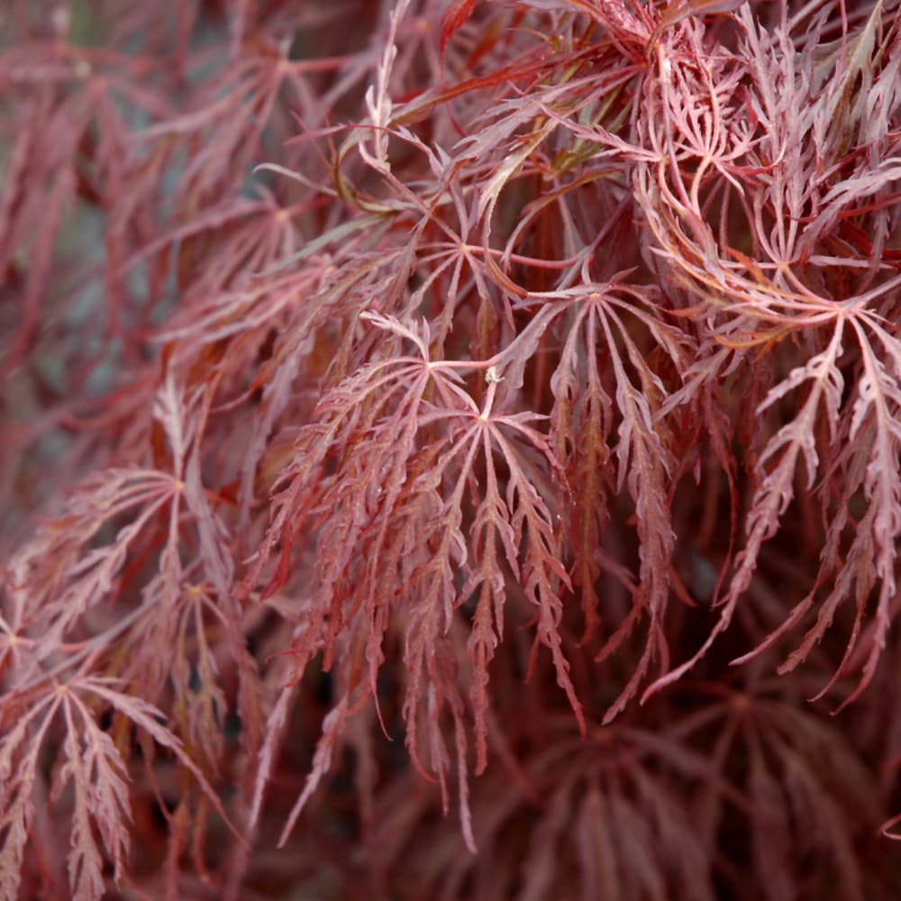 NetPS Plant Finder (www.netpsplantfinder.com)