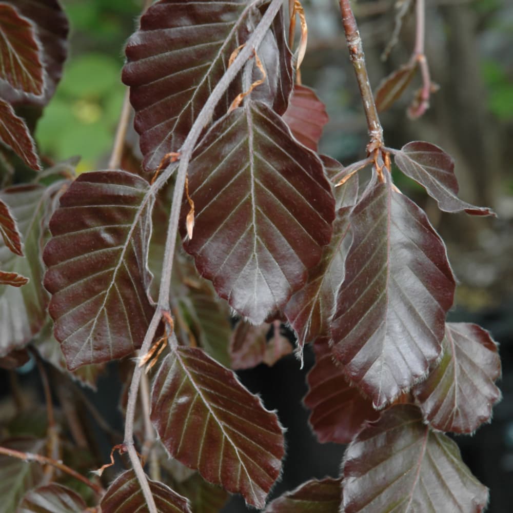 NetPS Plant Finder (www.netpsplantfinder.com)