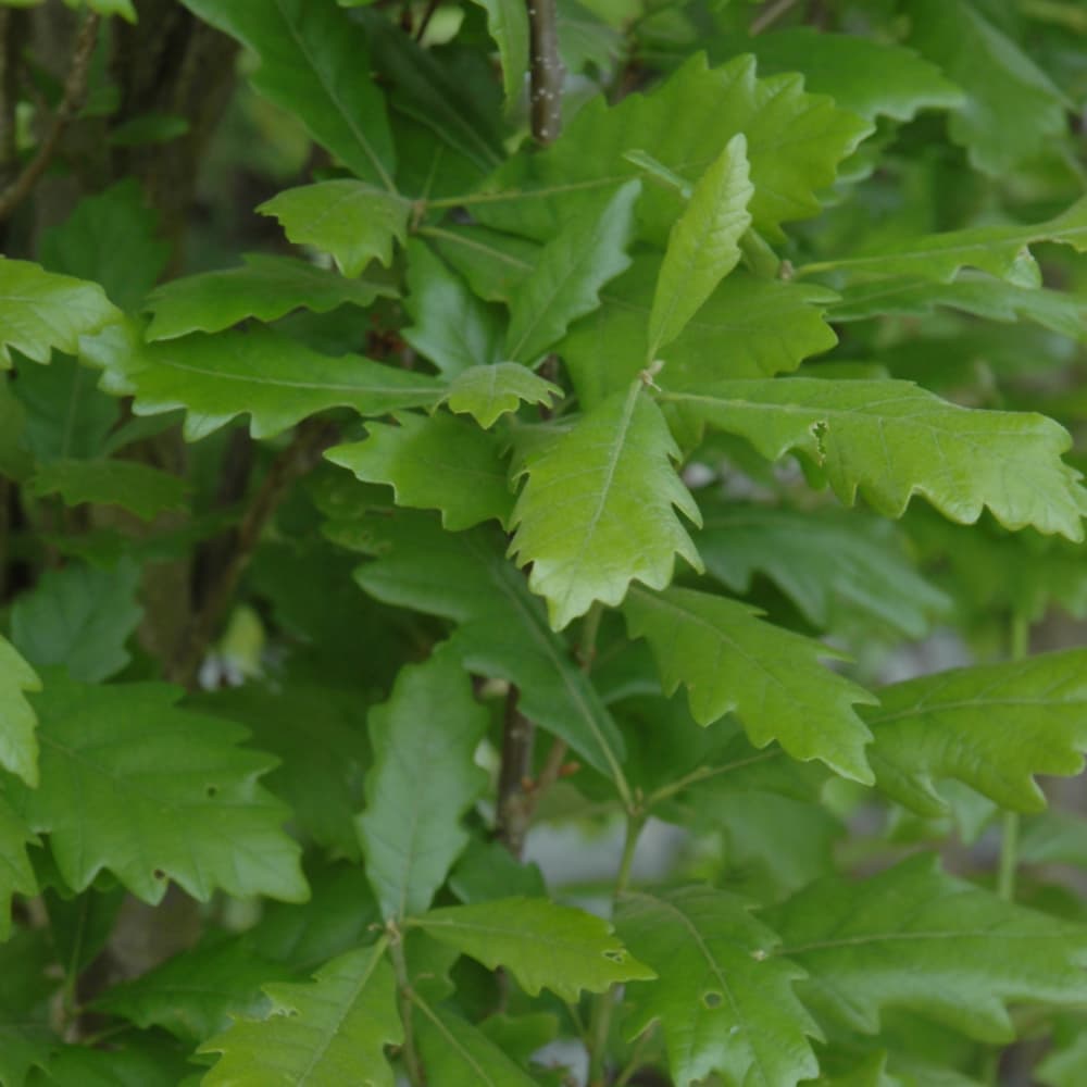 NetPS Plant Finder (www.netpsplantfinder.com)