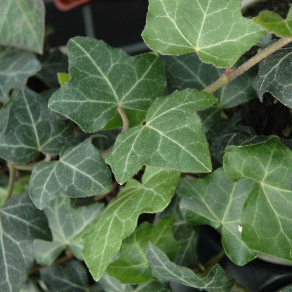Ivy Baltica