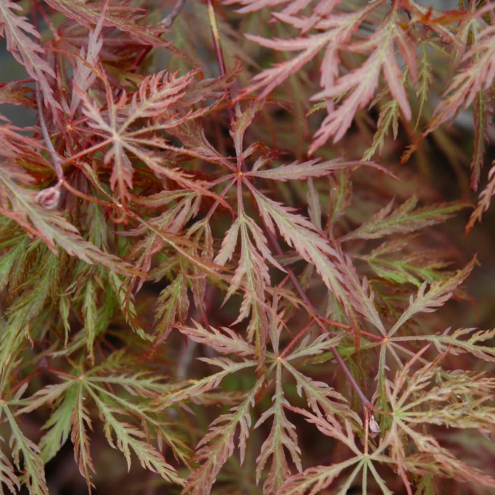 NetPS Plant Finder (www.netpsplantfinder.com)