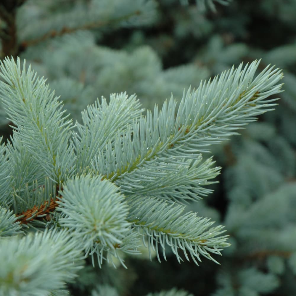 Spruce Bakeri