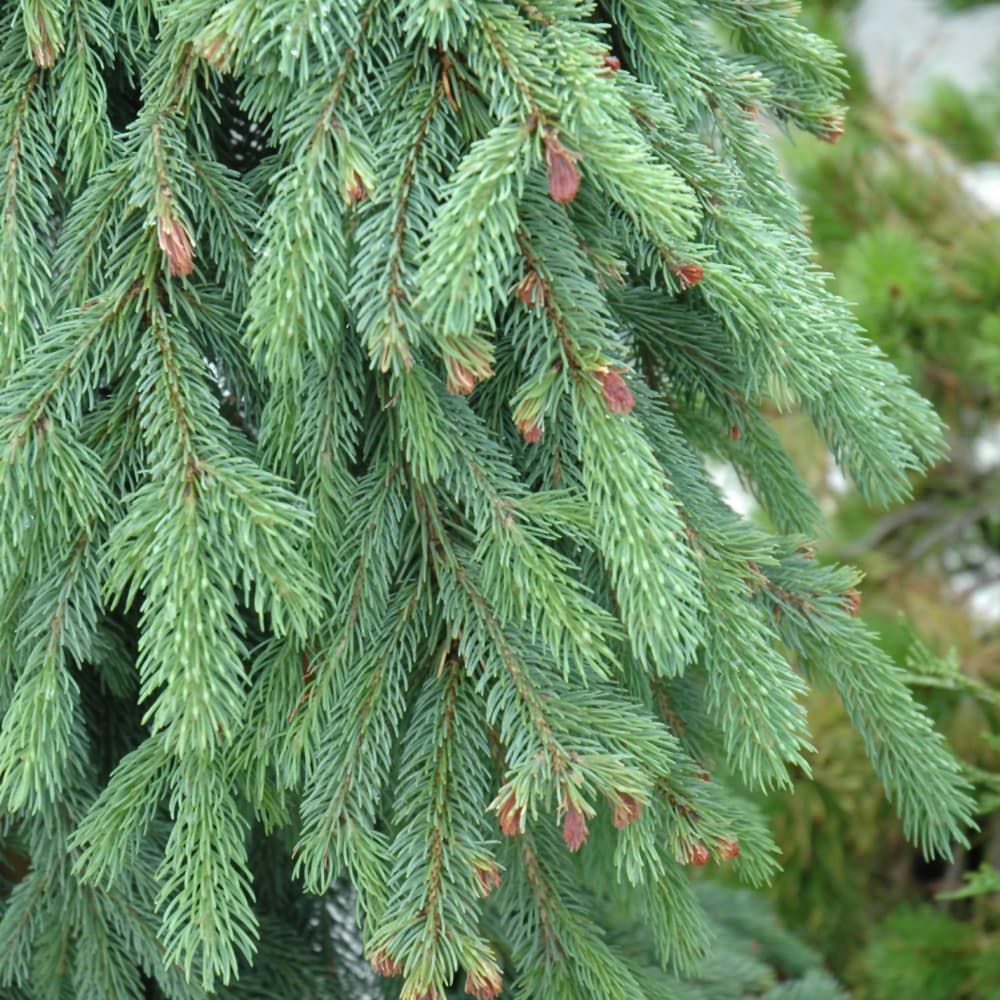 NetPS Plant Finder (www.netpsplantfinder.com)