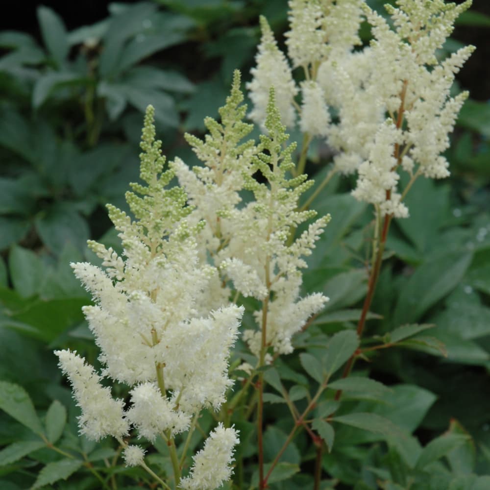 Astilbe White Gloria