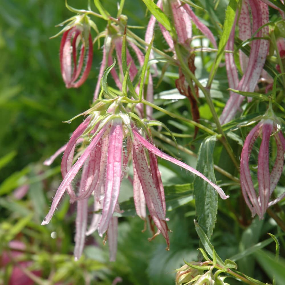 NetPS Plant Finder (www.netpsplantfinder.com)