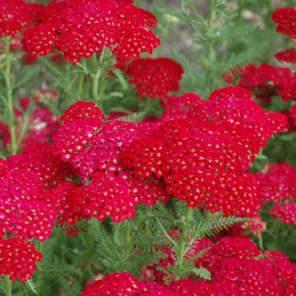 NetPS Plant Finder (www.netpsplantfinder.com)