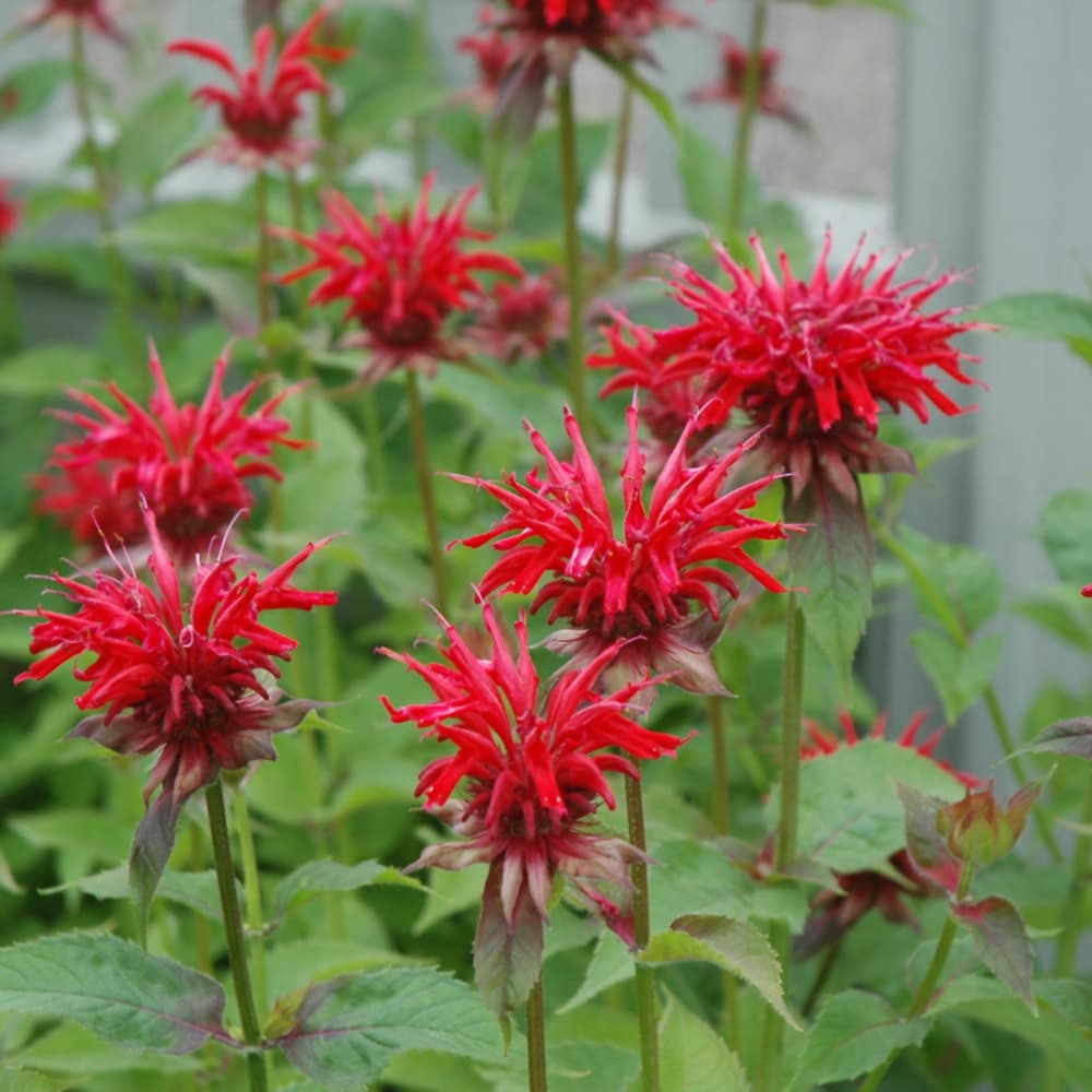 NetPS Plant Finder (www.netpsplantfinder.com)