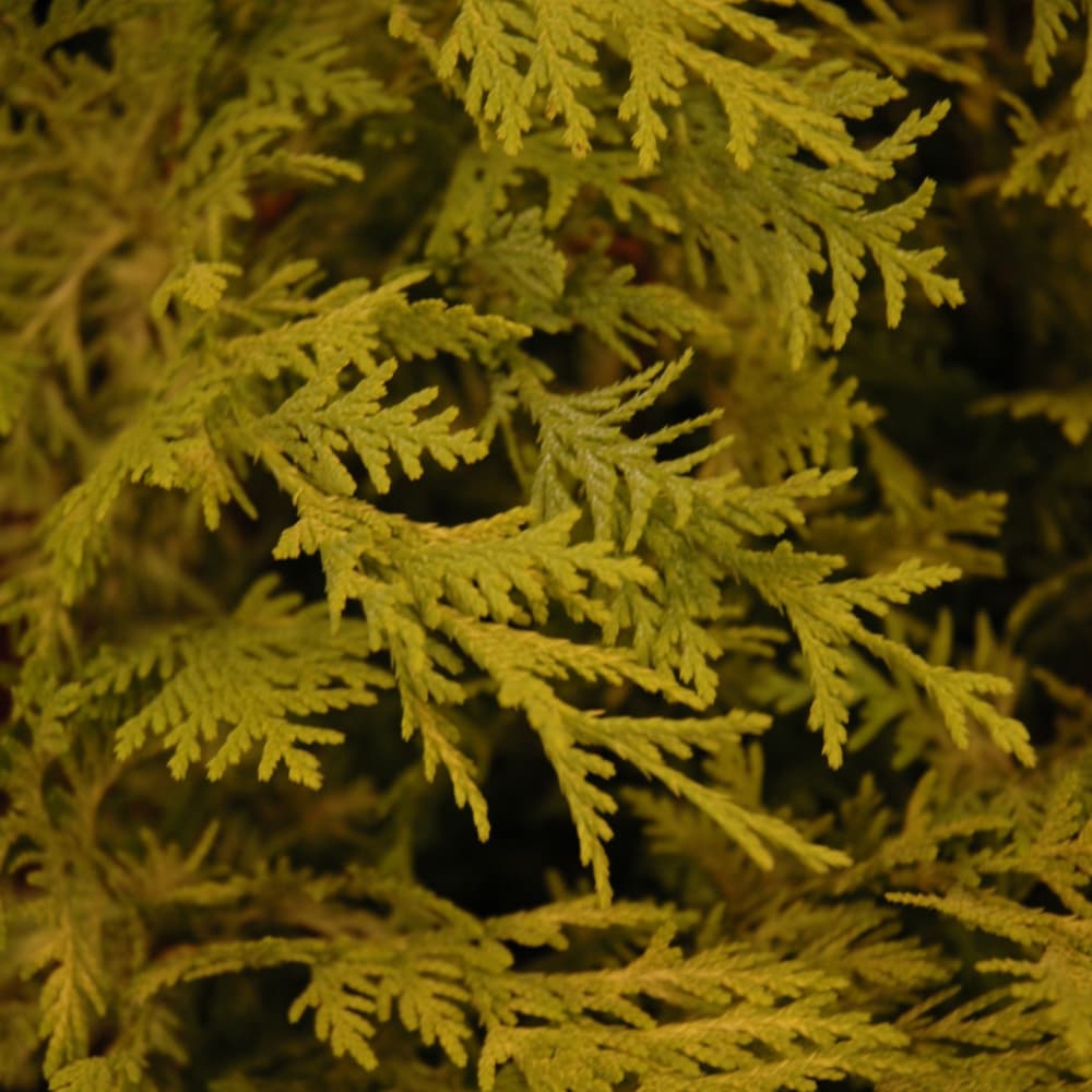 NetPS Plant Finder (www.netpsplantfinder.com)