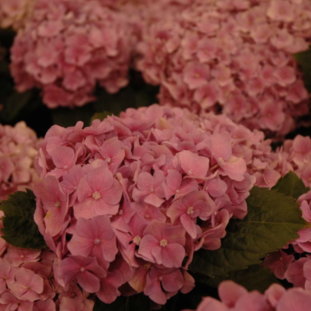 NetPS Plant Finder (www.netpsplantfinder.com)