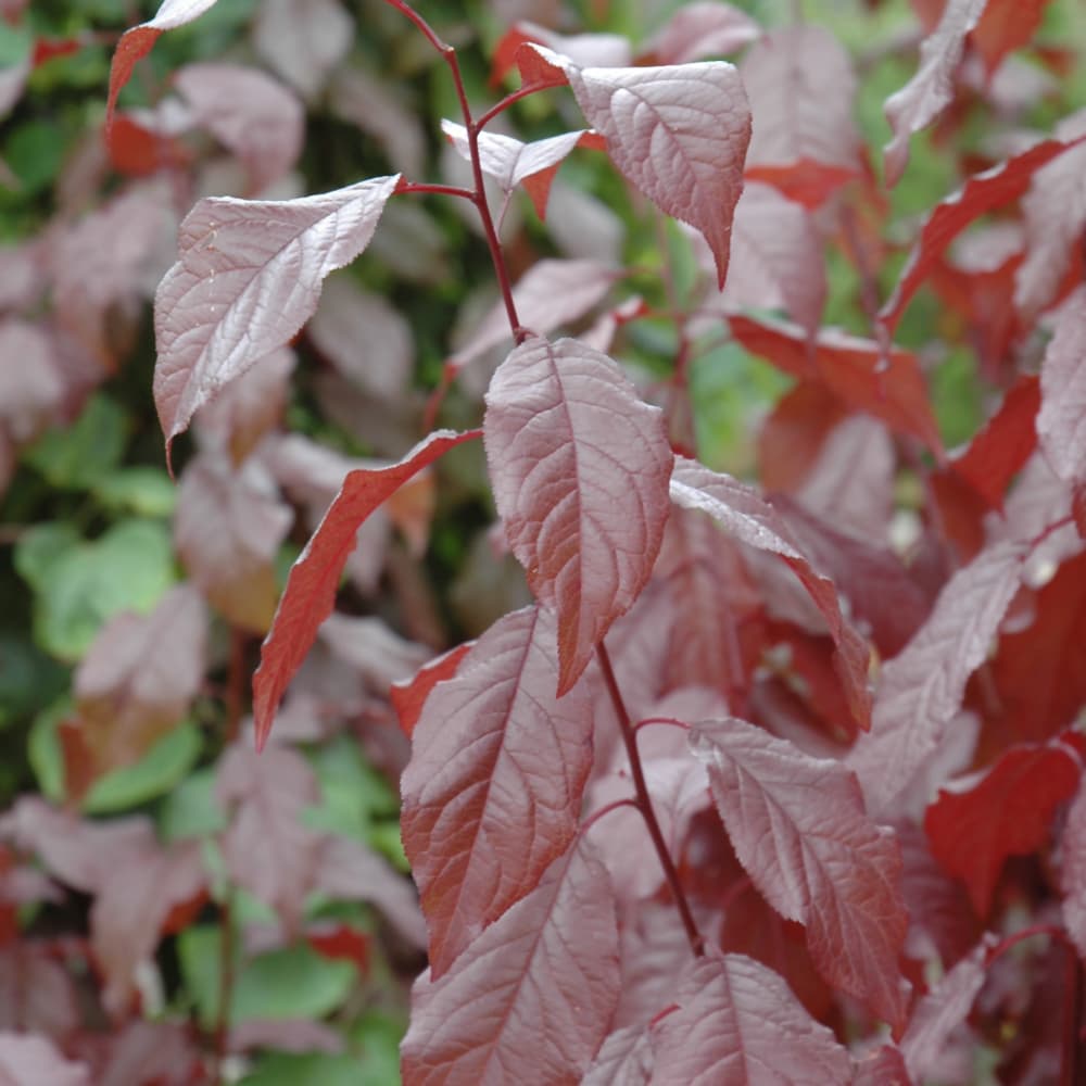 NetPS Plant Finder (www.netpsplantfinder.com)