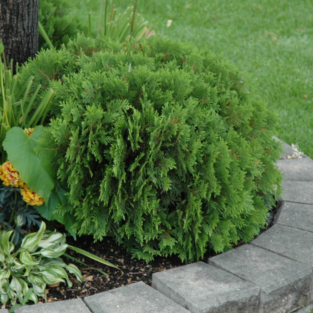 Arborvitae Danica