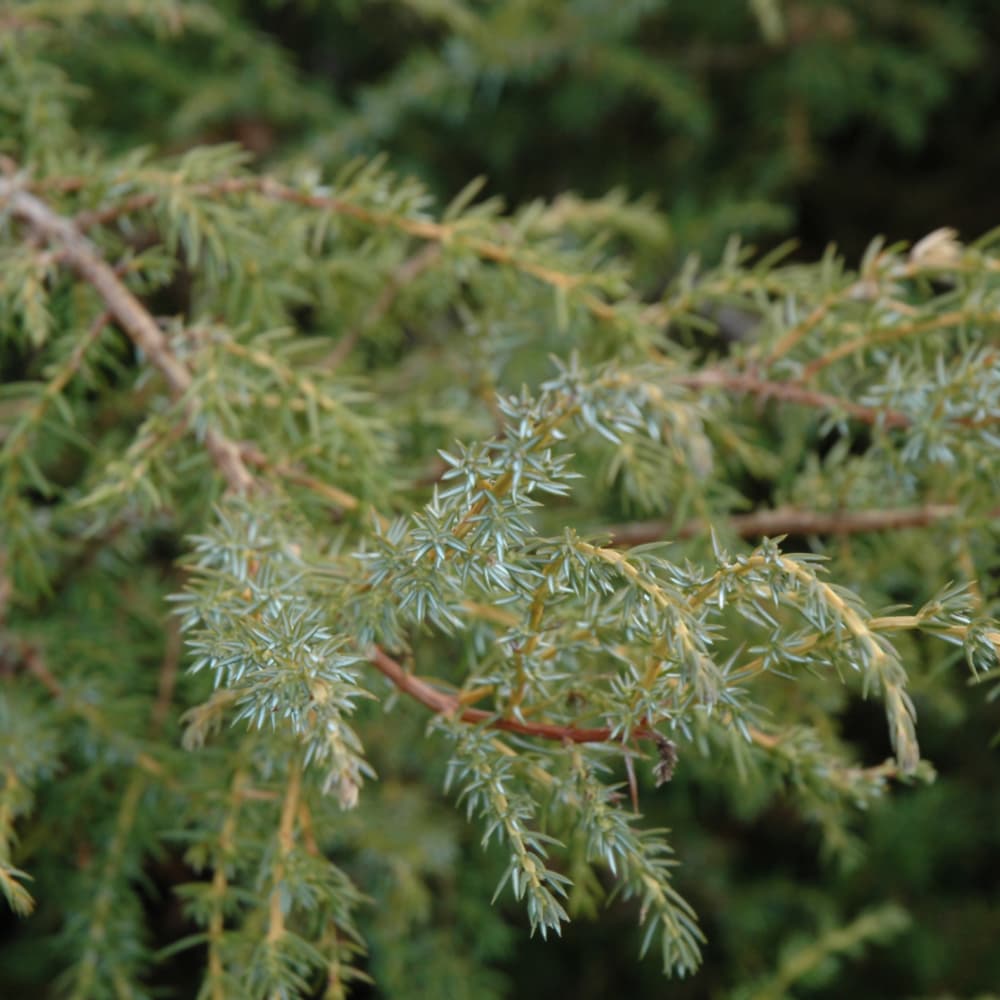 NetPS Plant Finder (www.netpsplantfinder.com)