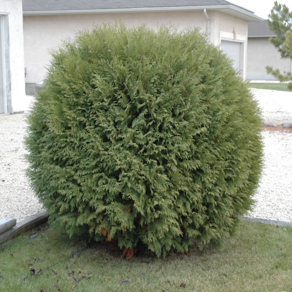 Arborvitae Woodwardii