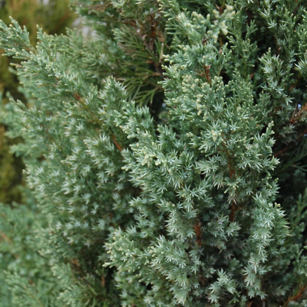 NetPS Plant Finder (www.netpsplantfinder.com)
