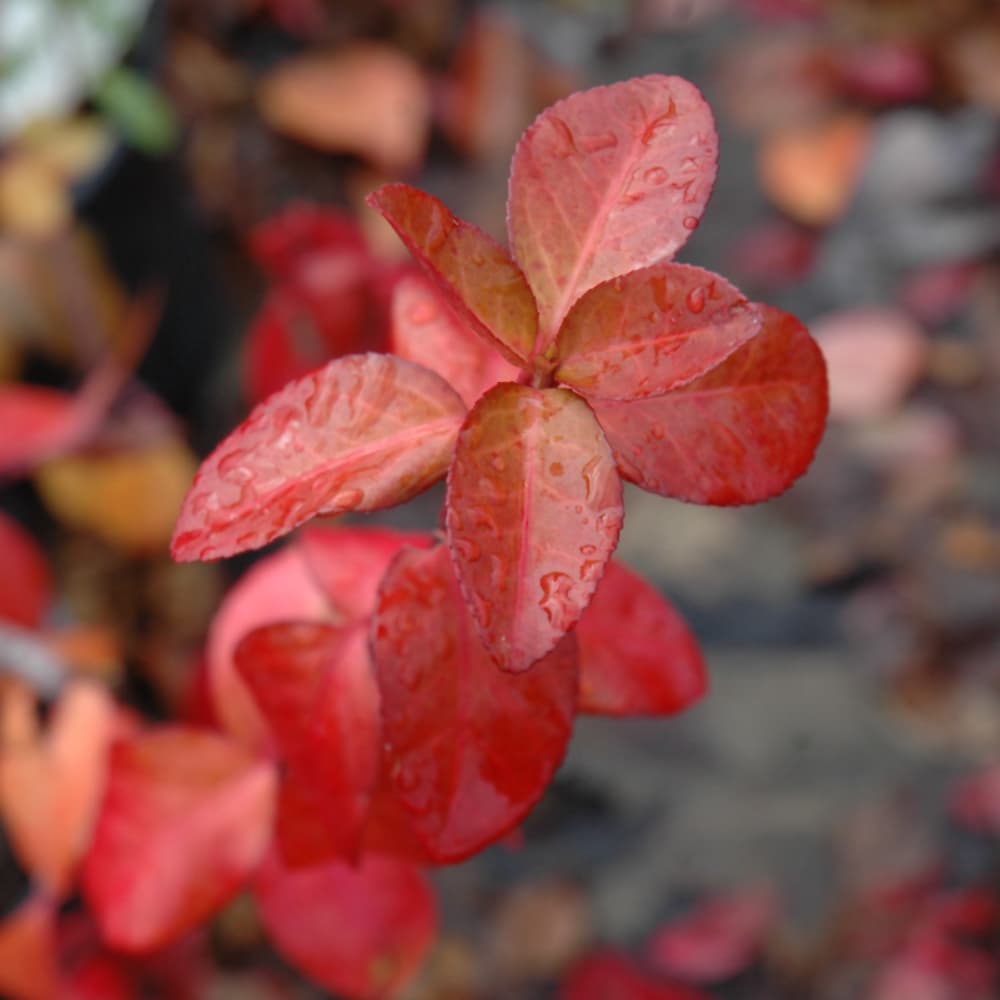 NetPS Plant Finder (www.netpsplantfinder.com)