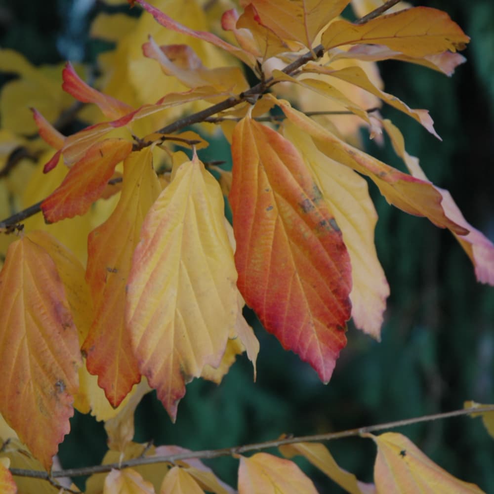 NetPS Plant Finder (www.netpsplantfinder.com)