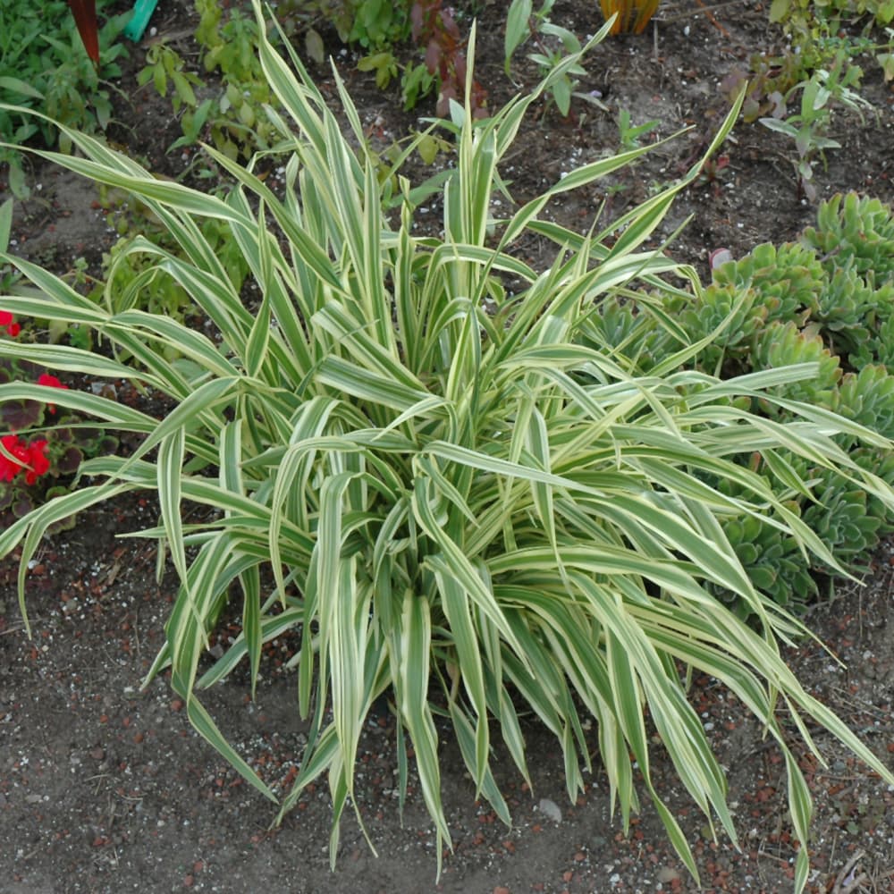 NetPS Plant Finder (www.netpsplantfinder.com)