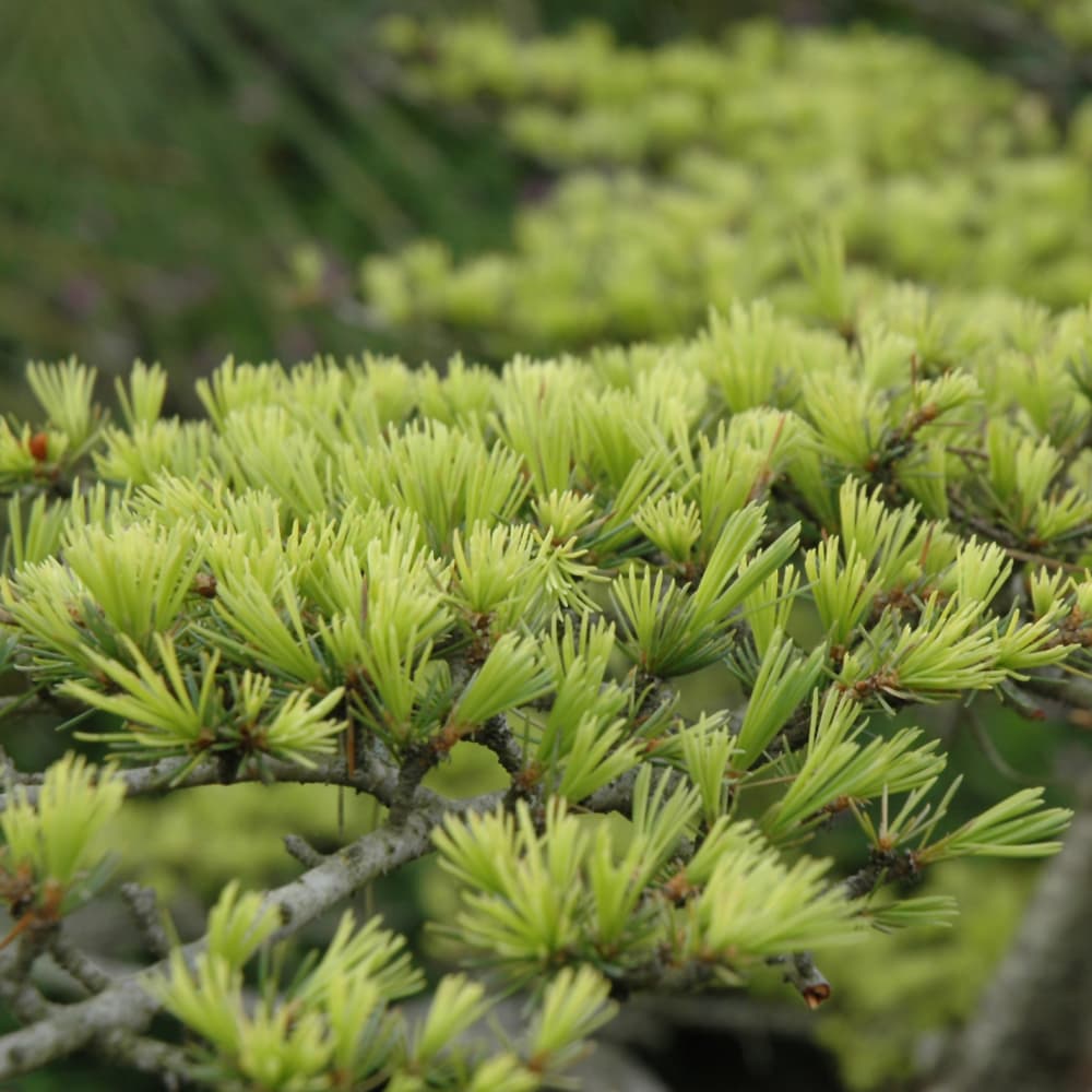 NetPS Plant Finder (www.netpsplantfinder.com)