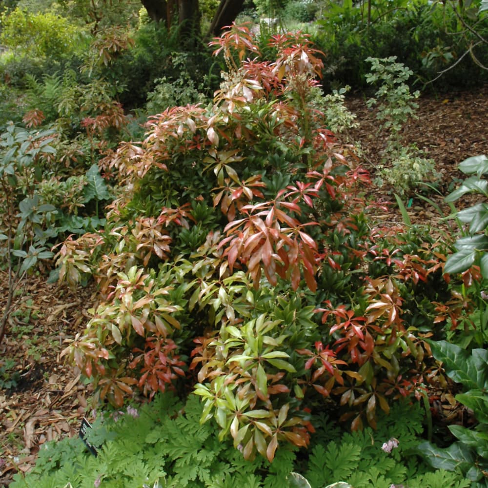 NetPS Plant Finder (www.netpsplantfinder.com)