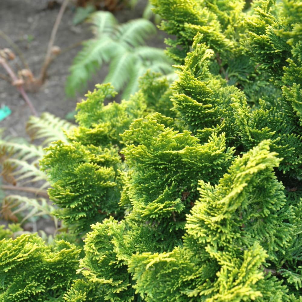 Cypress Hinoki Dwarf Gold